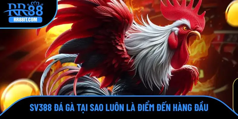 SV388 đá gà là điểm đến ấn tượng khi cược 